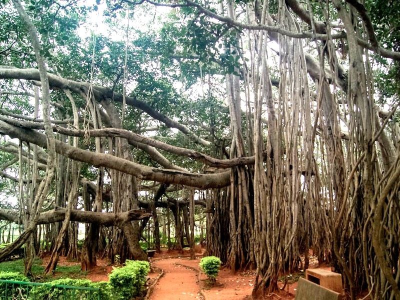 Big Banyan Tree / Dodda Alada Mara, Bangalore - Timings, History, Best Time To V