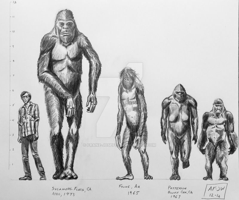 Bigfoot Sasquatch Lineup By Franzjosef73 On Deviantart Images