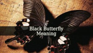 Black Butterfly Meaning , Spiritual Growth Guide HD Wallpaper