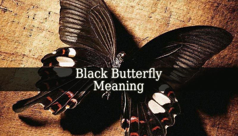 Black Butterfly Meaning Spiritual Growth Guide Images