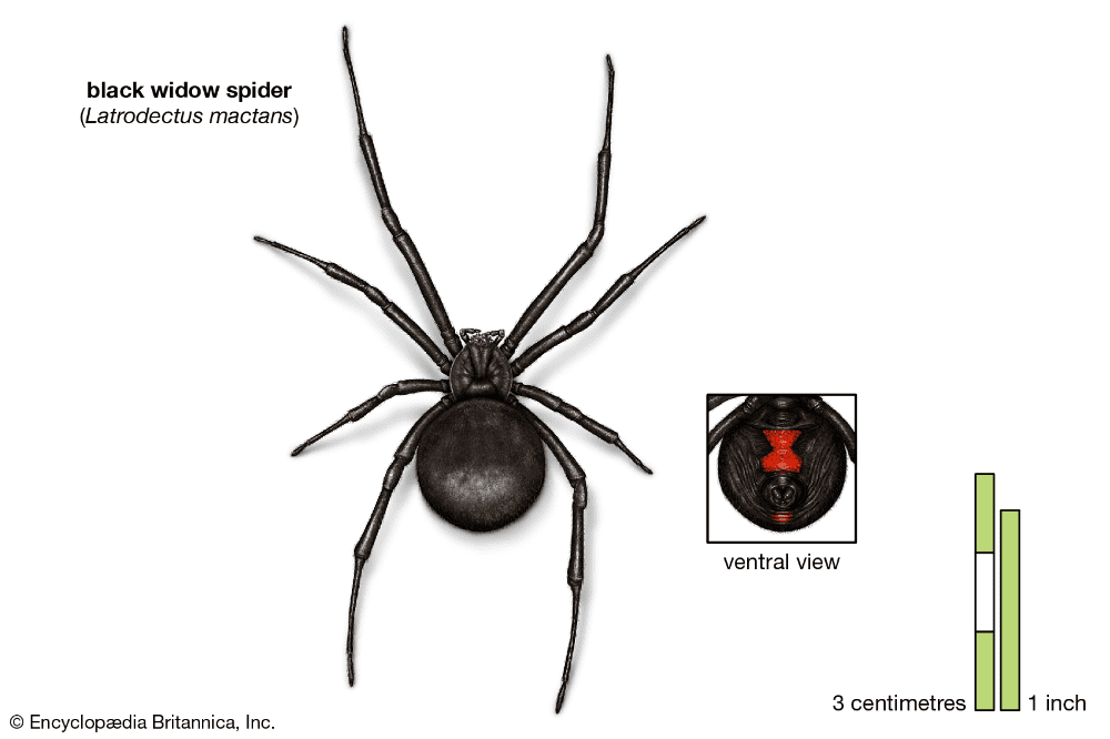 Black Widow Appearance Species Bite Images