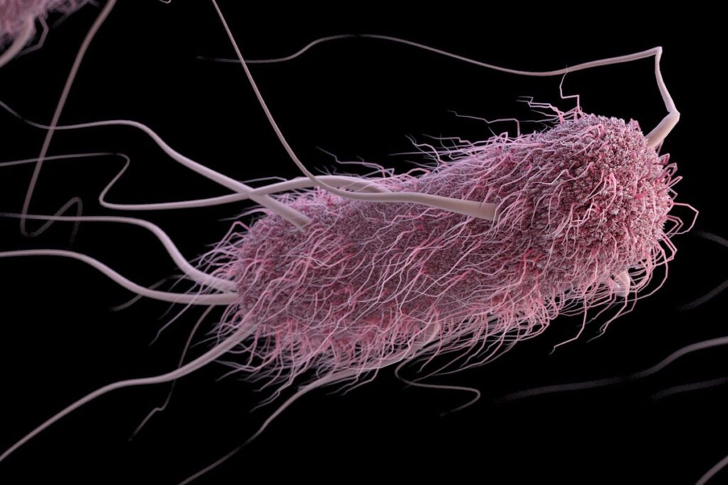 Blood Type Affects Severity Of Diarrhea Caused By E Coli