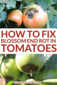 Blossom End Rot On Tomatoes: Prevent, Treat And Reverse HD Wallpaper