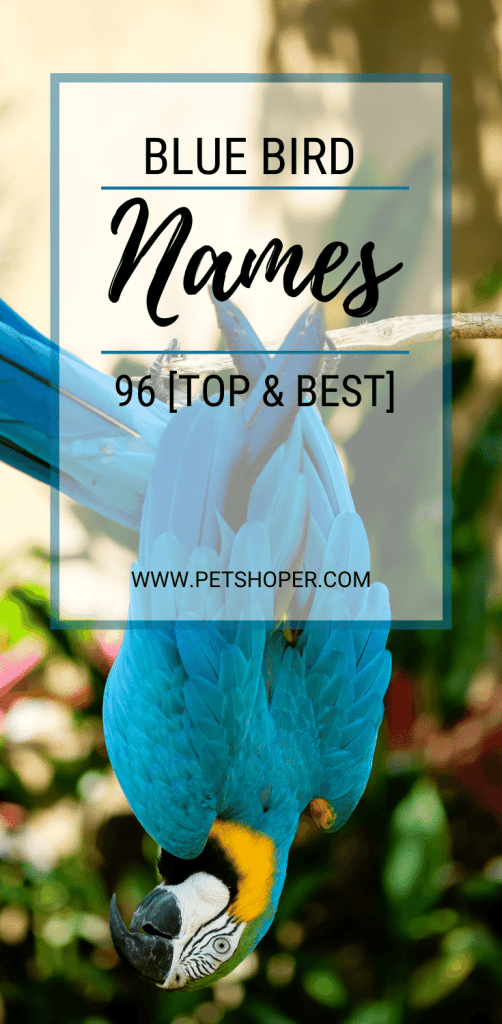 Blue Bird Names 96 [TOP & BEST] Names for Blue Birds | PetShoper