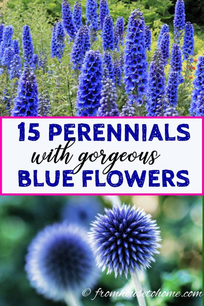 Blue Flowering Perennials (15 Easy To Grow Plants) - Gardening @ From House To H