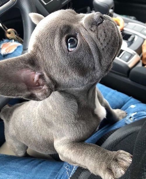 Blue French Bulldog Puppies For Rehoming Images