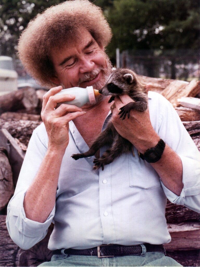 Bob Ross Feeding A Baby Raccoon. The Most Wholesome Thing Ive Seen.