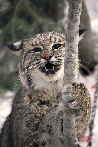 Bobcat Lynx Rufus Images