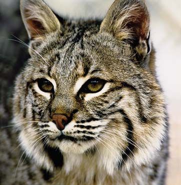 Bobcat From Nc Wins Images