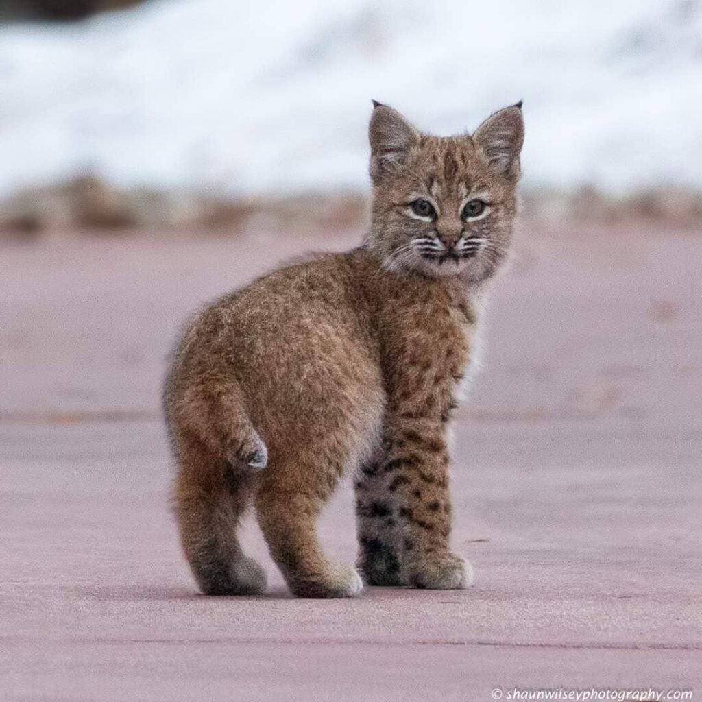 🔥 Bobcat Kitten Still Growing Into Its Fur (Photo By Shaun Wilsey)