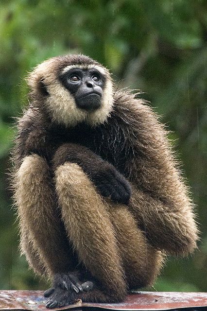 Borneo Agile Gibbon.