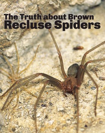 Brown Recluse Spider Control: The Truth About Brown Recluse Spiders
