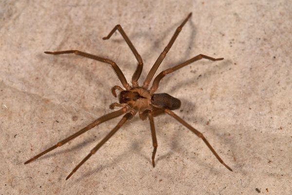 Brown Recluse Also Known As Fiddler: Both Of These Were Taken Inside My Parent'S