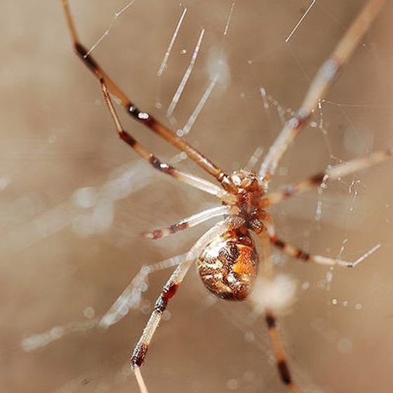 Brown Widow Spider Bite Symptoms Images