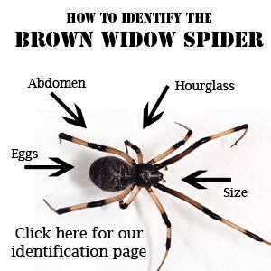 Brown Widow Spider Images