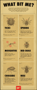Bug Bites And Their Symptoms HD Wallpaper