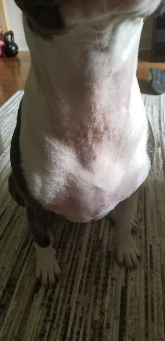 Bull Terrier skin bumps and redness, can anyone help identity what this is? Do I
