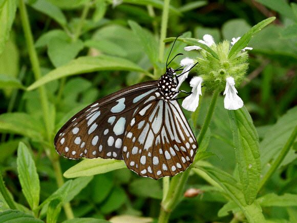 Butterflies Of India Tirumala Limniace Images