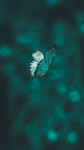 Butterfly Symbolism: 10 Spiritual Meanings of Butterflies , Amanda Linette Meder HD Wallpaper