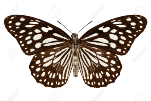 Butterfly species Tirumala limniace HD Wallpaper