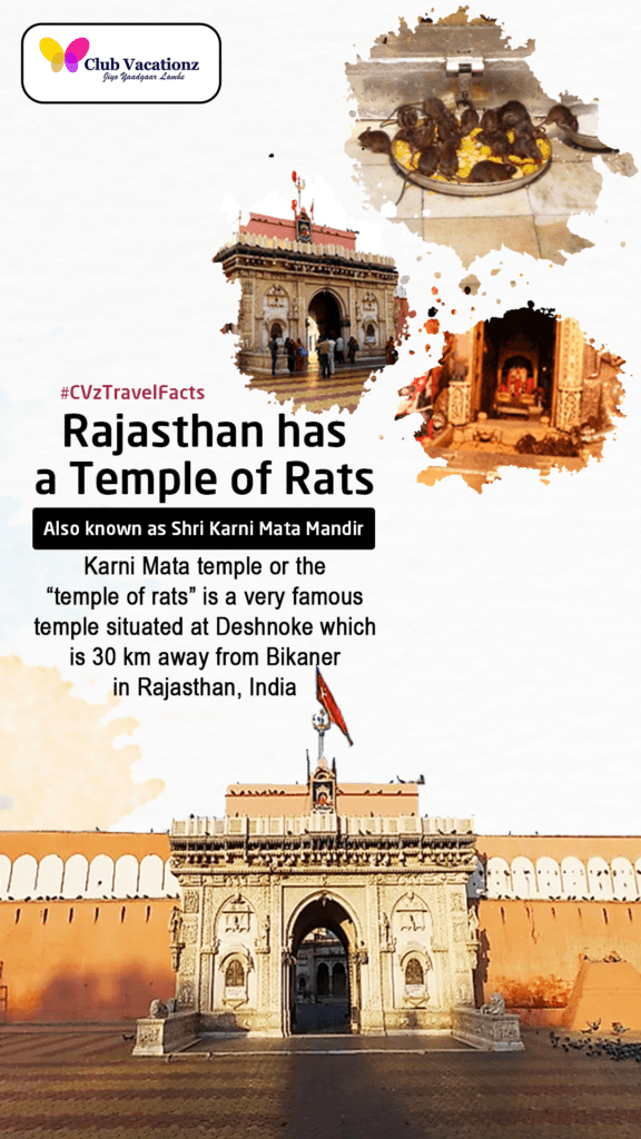 Cvztravelfacts Rajasthan Has A Temple Of Rats Also Known As