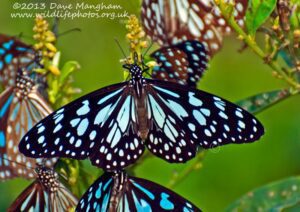 Cal,: Tirumala limniace leopardus; Blue Tiger Butterfly HD Wallpaper