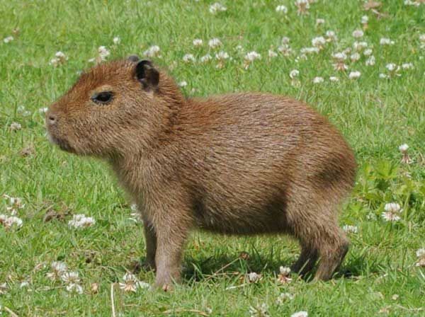 Capybara pic