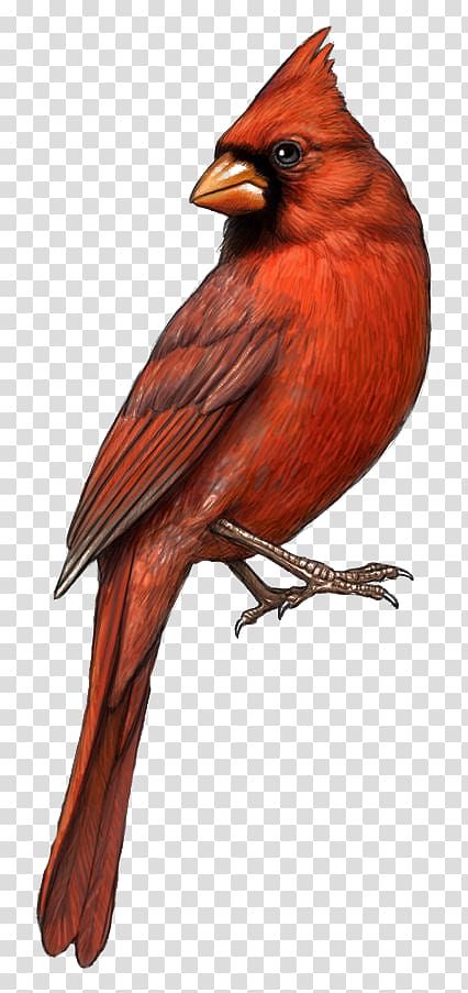 Cardinal Bird Illustration, Bird St. Louis Cardinals Northern Cardinal Drawing ,