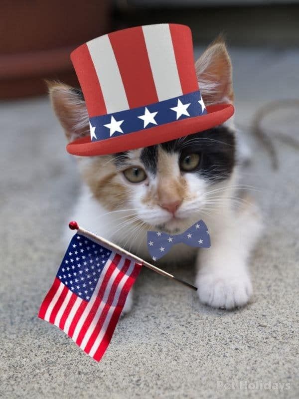 Cats And Dogs Who Love America Images