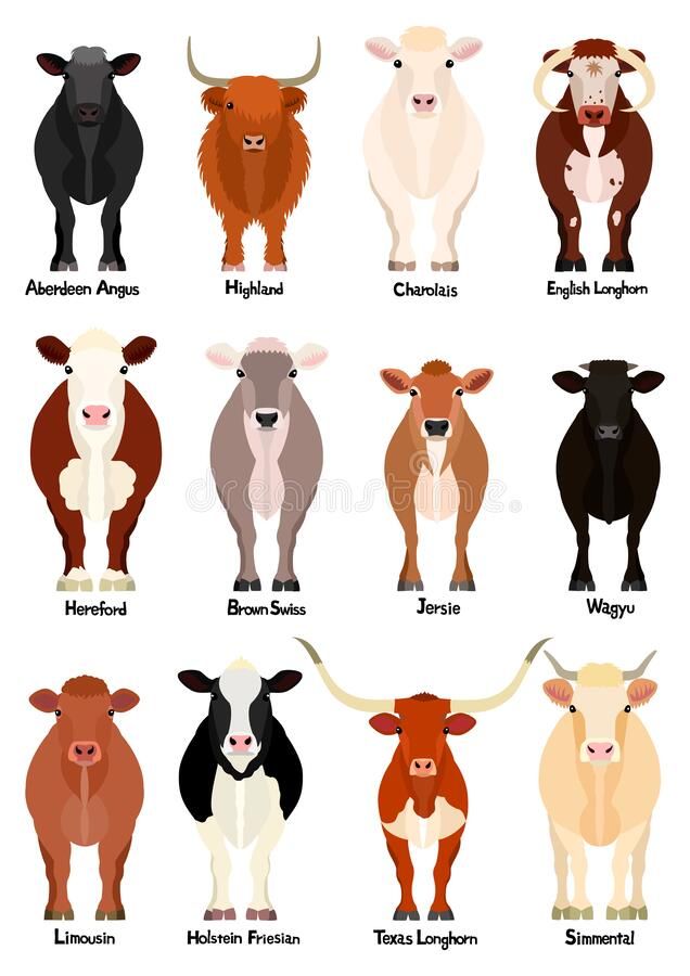 Cattle Chart With Breeds Name Stock Vector Illustration Of
