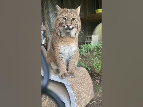 Chatting With The World'S Prettiest Bobcat #Shorts #Animals