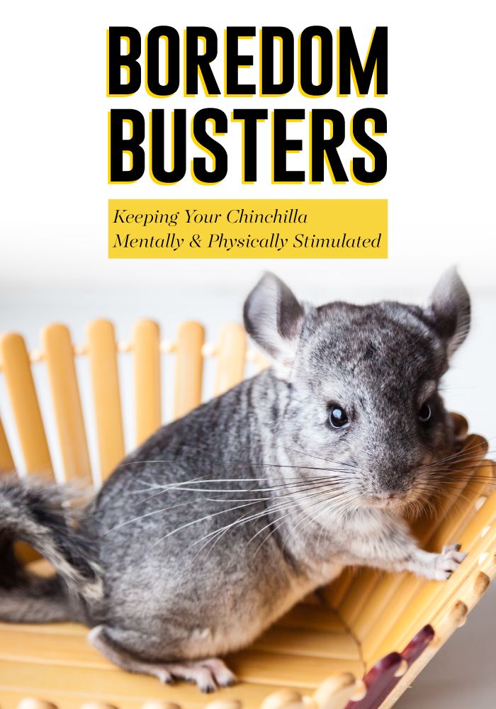 Chinchilla Boredom Breakers Keeping Yours Stimulated Small Pet Select