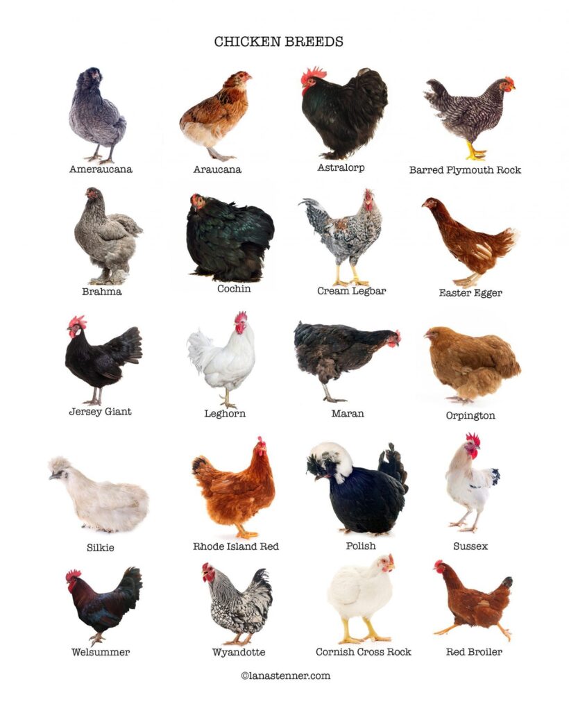 Choosing The Best Chicken Breed For Your Flock - 20 Most Popular Breeds