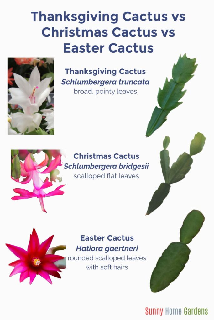 Christmas Cactus Vs Thanksgiving Cactus Vs Easter Cactus Images