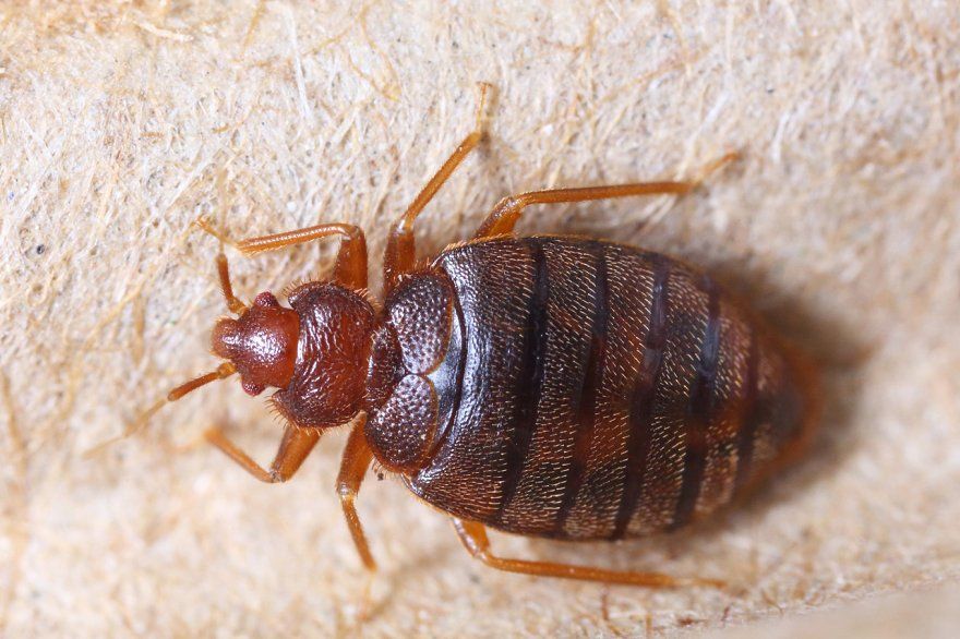 Cimex hemipterus bedbug featuring bedbug, bed bug, and cimex