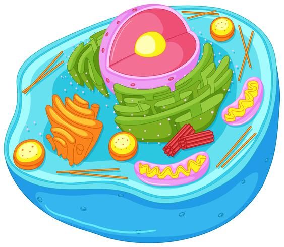 Close Up Diagram Of Animal Cell For Images