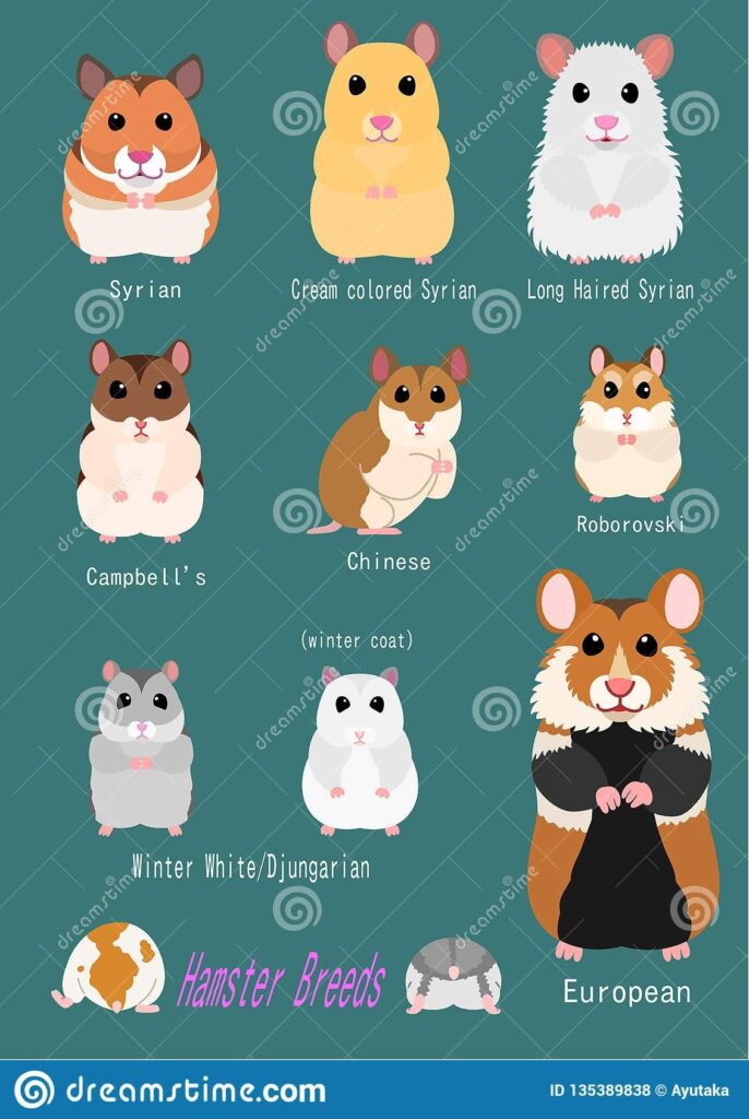 Collection Of Hamster Breeds Stock Vector - Illustration Of Face, Animal: 135389