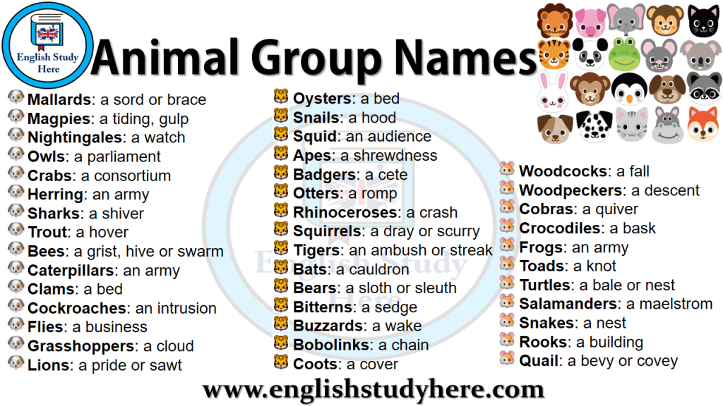 Collective Nouns List A-Z - English Study Here