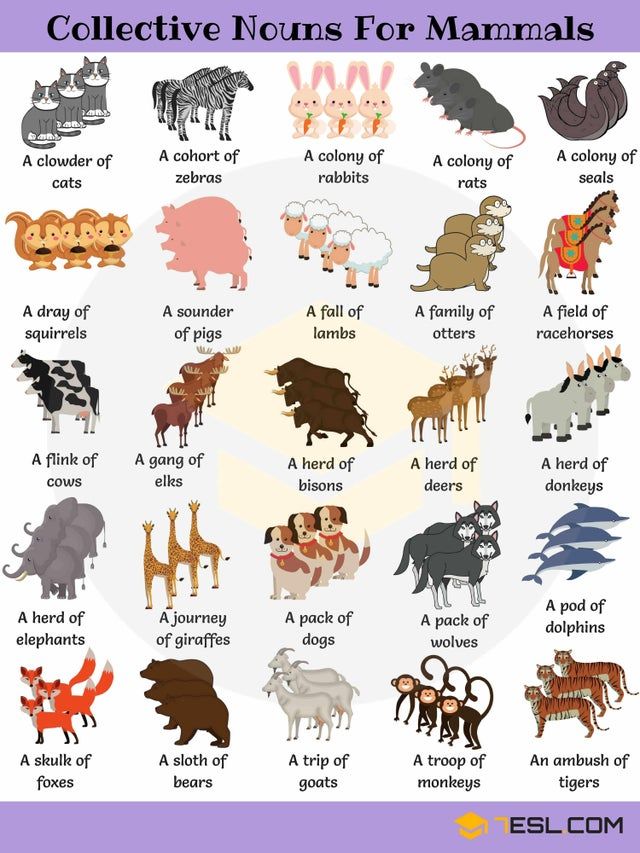Collective Nouns for Animals!