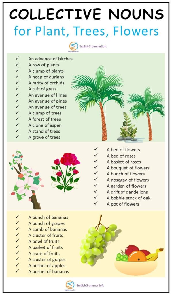 Collective Nouns Of Fruits, Flowers, Plants And Trees