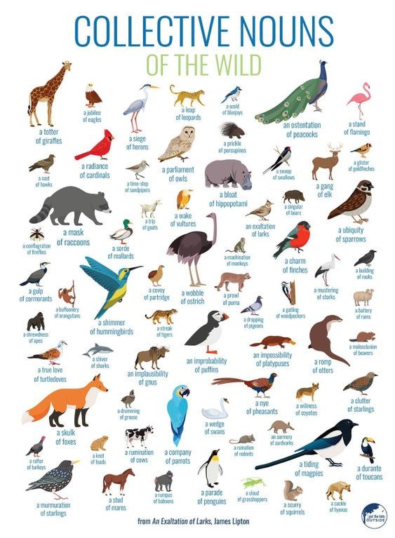 Collective Nouns of the Wild