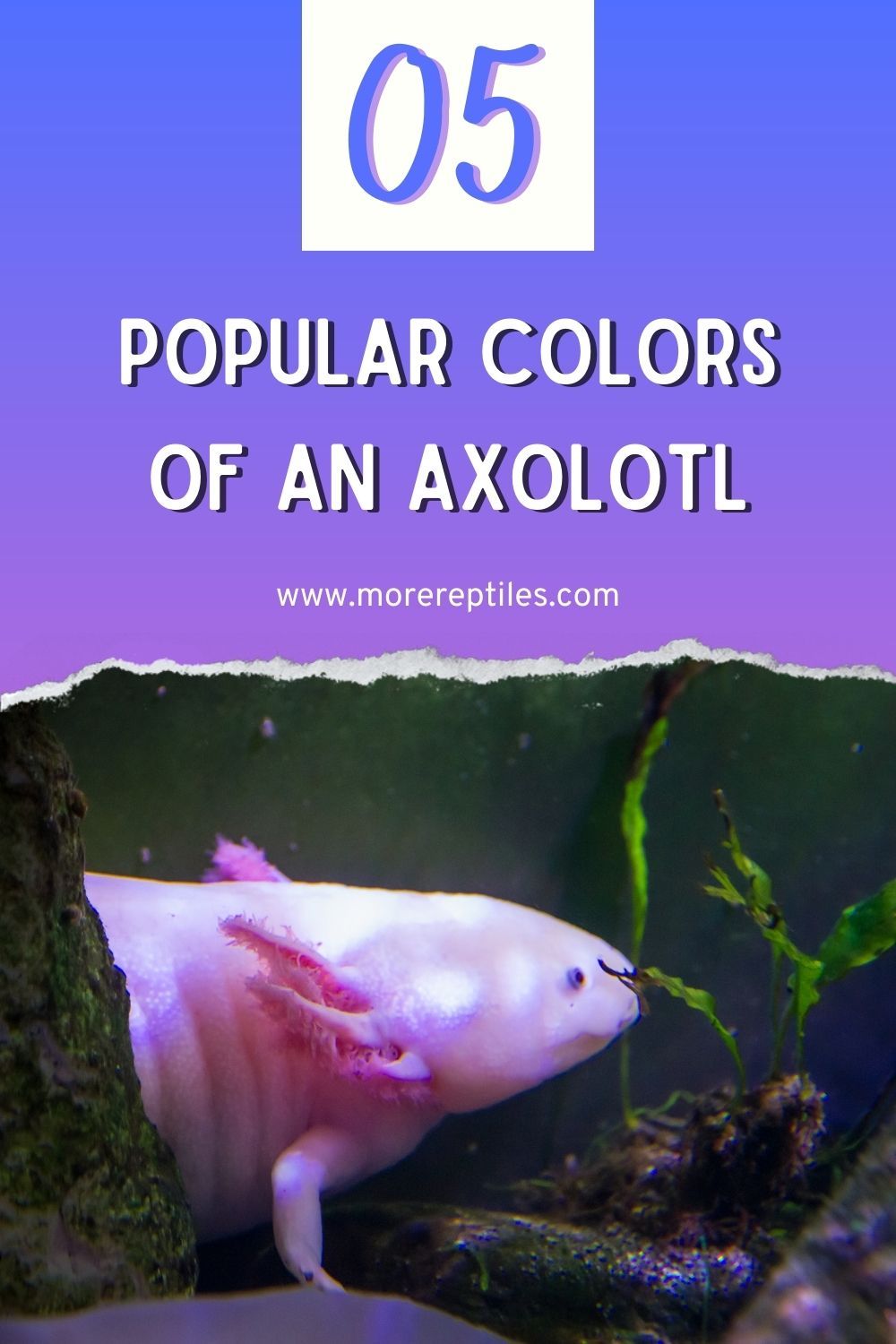 Colors Of Axolotl HD Wallpaper