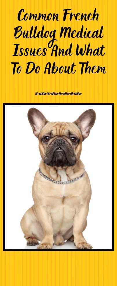 Common French Bulldog Medical Issues And What To Do About