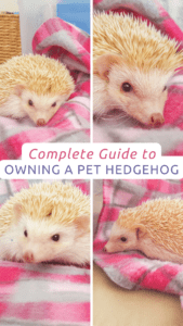 Complete Guide to Owning a Pet Hedgehog HD Wallpaper