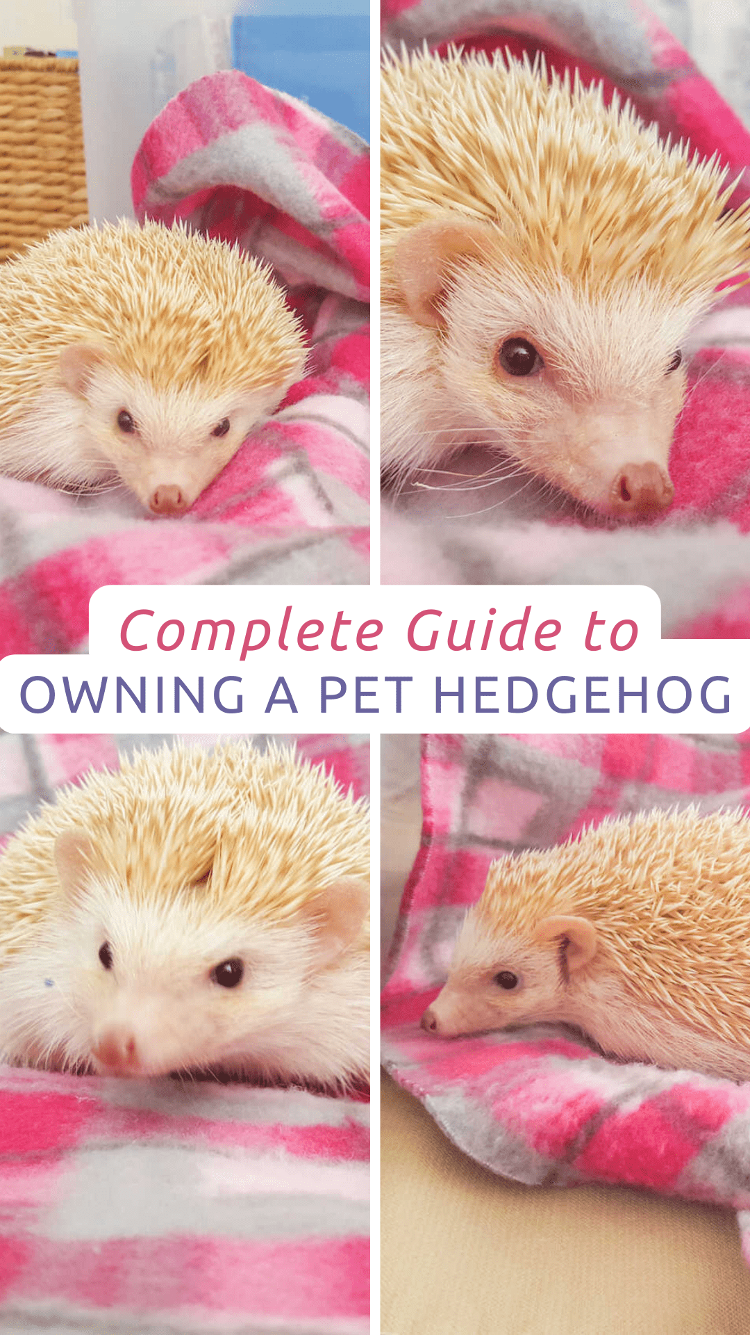 Complete Guide to Owning a Pet Hedgehog