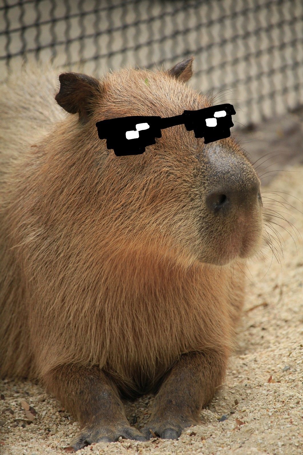 Cool 😎 sunglasses capybara
