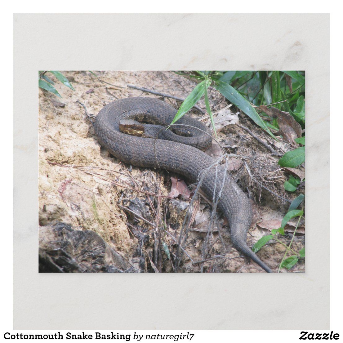 Cottonmouth Snake Basking Postcard | Zazzle HD Wallpaper