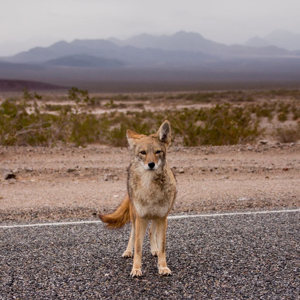 Coyote | National Geographic