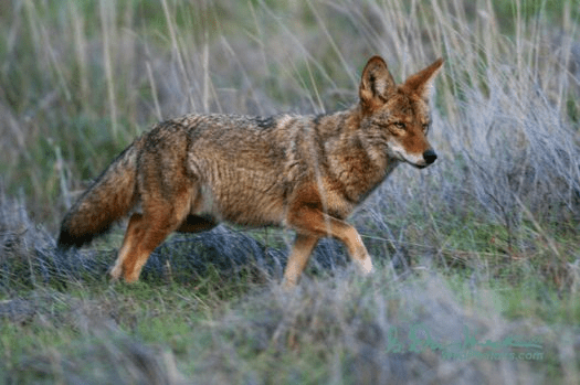 Coyote | Nature Collective