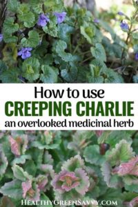 Creeping Charlie ~ An Overlooked Edible , Medicinal Herb HD Wallpaper